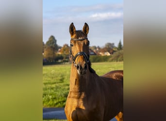 Caballo de salto Oldenburgo, Caballo castrado, 3 años, 168 cm, Castaño