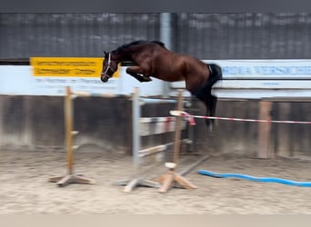 Caballo de salto Oldenburgo, Caballo castrado, 3 años, 168 cm, Castaño