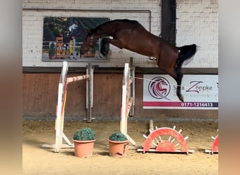 Caballo de salto Oldenburgo, Caballo castrado, 3 años, 168 cm, Castaño