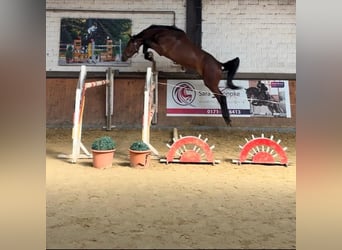 Caballo de salto Oldenburgo, Caballo castrado, 3 años, 168 cm, Castaño