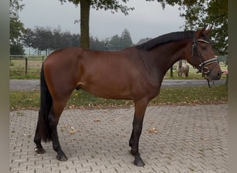 Caballo de salto Oldenburgo, Caballo castrado, 3 años, 168 cm, Castaño