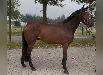 Caballo de salto Oldenburgo, Caballo castrado, 3 años, 168 cm, Castaño