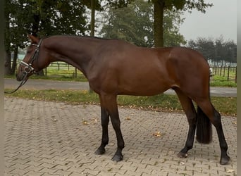 Caballo de salto Oldenburgo, Caballo castrado, 3 años, 168 cm, Castaño