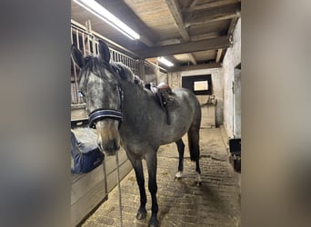 Caballo de salto Oldenburgo, Caballo castrado, 3 años, 168 cm, Tordillo negro