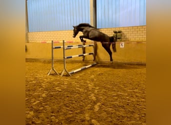 Caballo de salto Oldenburgo, Caballo castrado, 3 años, 168 cm, Tordo