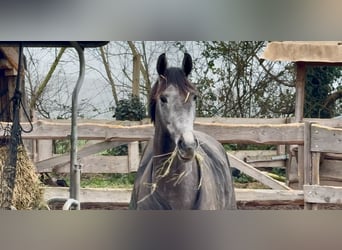 Caballo de salto Oldenburgo, Caballo castrado, 3 años, 168 cm, Tordo