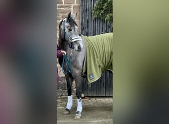 Caballo de salto Oldenburgo, Caballo castrado, 3 años, 168 cm, Tordo