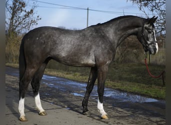 Caballo de salto Oldenburgo, Caballo castrado, 3 años, 169 cm, Tordo