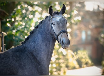 Caballo de salto Oldenburgo, Caballo castrado, 3 años, 172 cm, Tordo