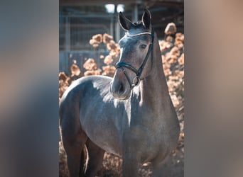 Caballo de salto Oldenburgo, Caballo castrado, 3 años, 172 cm, Tordo