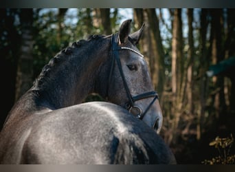 Caballo de salto Oldenburgo, Caballo castrado, 3 años, 172 cm, Tordo