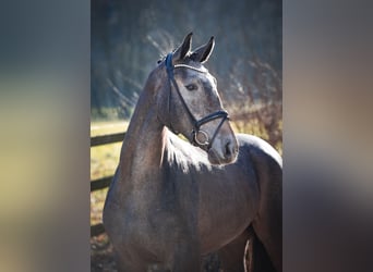 Caballo de salto Oldenburgo, Caballo castrado, 3 años, 172 cm, Tordo