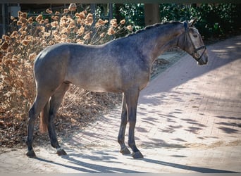 Caballo de salto Oldenburgo, Caballo castrado, 3 años, 172 cm, Tordo