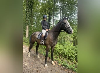 Caballo de salto Oldenburgo, Caballo castrado, 3 años, 175 cm, Tordo