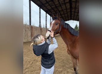 Caballo de salto Oldenburgo, Caballo castrado, 3 años, Castaño claro