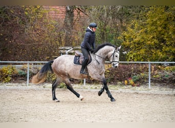 Caballo de salto Oldenburgo, Caballo castrado, 3 años, Tordo