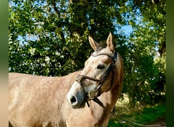 Caballo de salto Oldenburgo, Caballo castrado, 4 años, 160 cm, Musgo marrón