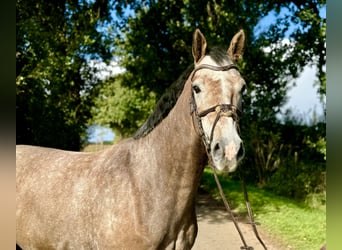 Caballo de salto Oldenburgo, Caballo castrado, 4 años, 160 cm, Musgo marrón