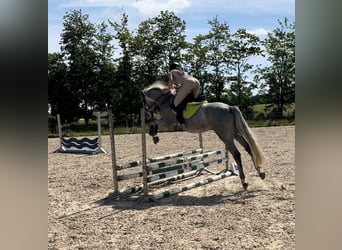 Caballo de salto Oldenburgo, Caballo castrado, 4 años, 160 cm, Tordo