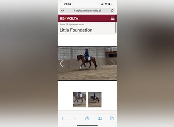 Caballo de salto Oldenburgo, Caballo castrado, 4 años, 161 cm, Castaño