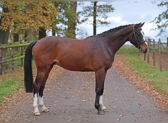 Caballo de salto Oldenburgo, Caballo castrado, 4 años, 162 cm, Castaño