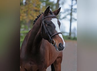 Caballo de salto Oldenburgo, Caballo castrado, 4 años, 162 cm, Castaño