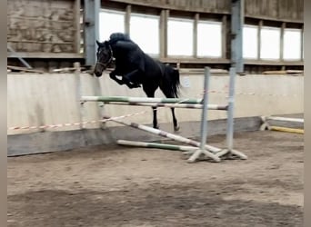 Caballo de salto Oldenburgo, Caballo castrado, 4 años, 162 cm, Castaño oscuro