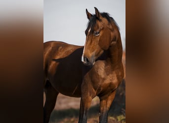 Caballo de salto Oldenburgo, Caballo castrado, 4 años, 162 cm, Castaño rojizo