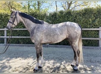 Caballo de salto Oldenburgo, Caballo castrado, 4 años, 162 cm, Tordo
