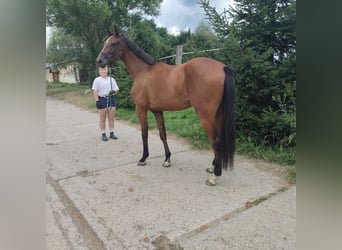 Caballo de salto Oldenburgo, Caballo castrado, 4 años, 163 cm, Castaño