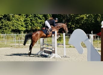 Caballo de salto Oldenburgo, Caballo castrado, 4 años, 163 cm, Castaño