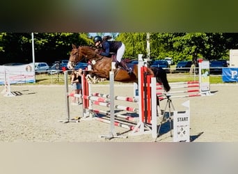 Caballo de salto Oldenburgo, Caballo castrado, 4 años, 163 cm, Castaño