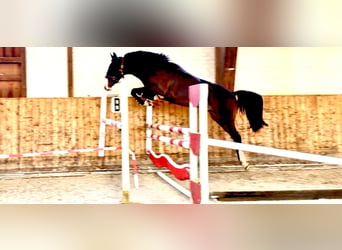 Caballo de salto Oldenburgo, Caballo castrado, 4 años, 163 cm, Castaño