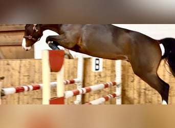 Caballo de salto Oldenburgo, Caballo castrado, 4 años, 163 cm, Castaño