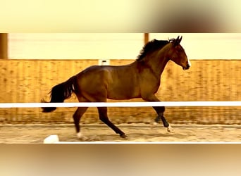 Caballo de salto Oldenburgo, Caballo castrado, 4 años, 163 cm, Castaño