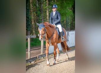 Caballo de salto Oldenburgo, Caballo castrado, 4 años, 165 cm, Alazán