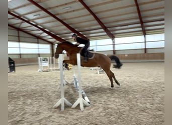 Caballo de salto Oldenburgo, Caballo castrado, 4 años, 165 cm, Castaño