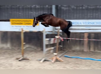 Caballo de salto Oldenburgo, Caballo castrado, 4 años, 166 cm, Castaño