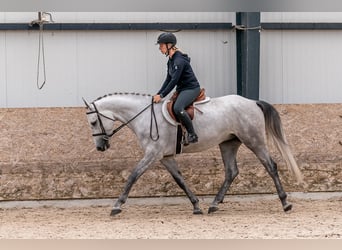 Caballo de salto Oldenburgo, Caballo castrado, 4 años, 166 cm, Tordo