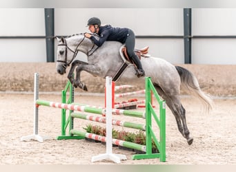 Caballo de salto Oldenburgo, Caballo castrado, 4 años, 166 cm, Tordo