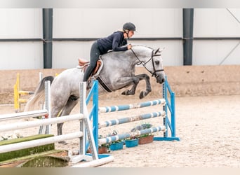 Caballo de salto Oldenburgo, Caballo castrado, 4 años, 166 cm, Tordo