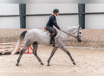 Caballo de salto Oldenburgo, Caballo castrado, 4 años, 166 cm, Tordo