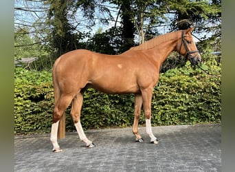 Caballo de salto Oldenburgo, Caballo castrado, 4 años, 167 cm, Alazán