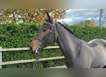 Caballo de salto Oldenburgo, Caballo castrado, 4 años, 167 cm, Castaño