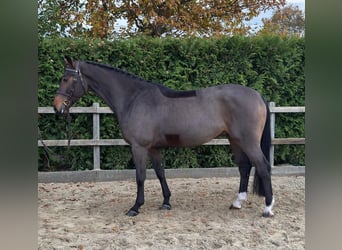 Caballo de salto Oldenburgo, Caballo castrado, 4 años, 167 cm, Castaño