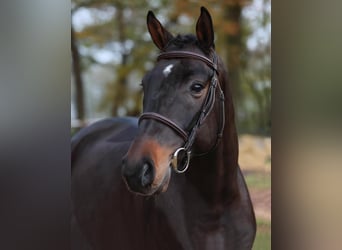 Caballo de salto Oldenburgo, Caballo castrado, 4 años, 167 cm, Castaño