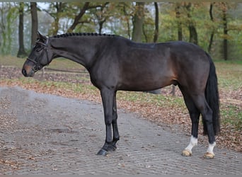 Caballo de salto Oldenburgo, Caballo castrado, 4 años, 167 cm, Castaño