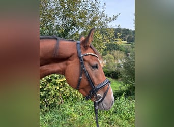 Caballo de salto Oldenburgo, Caballo castrado, 4 años, 167 cm, Castaño