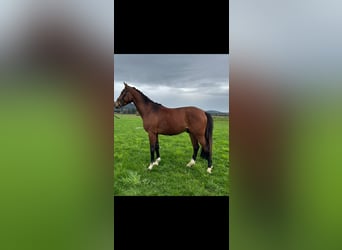 Caballo de salto Oldenburgo, Caballo castrado, 4 años, 167 cm, Castaño