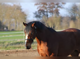 Caballo de salto Oldenburgo, Caballo castrado, 4 años, 168 cm, Castaño